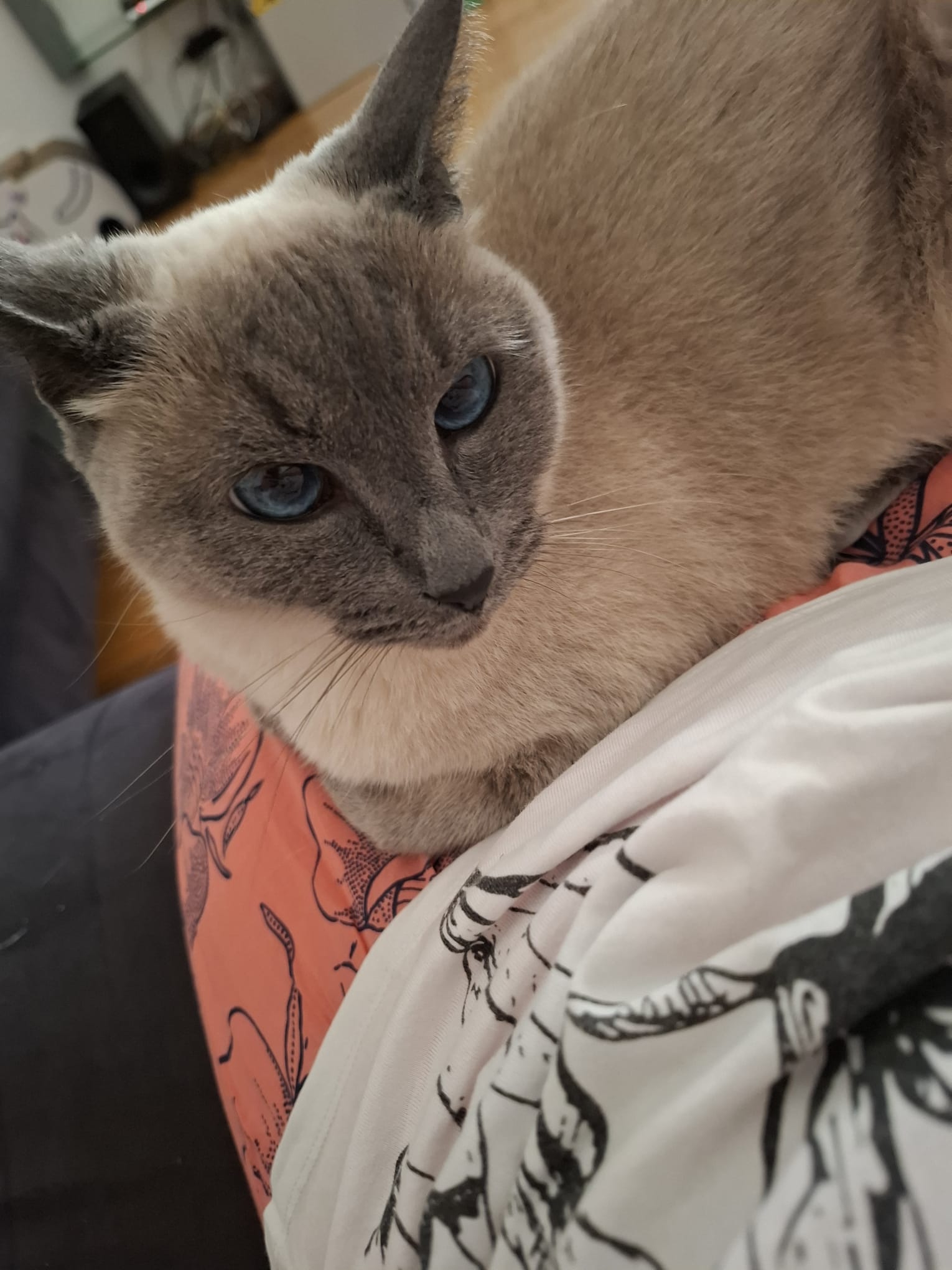 Gatto 4
